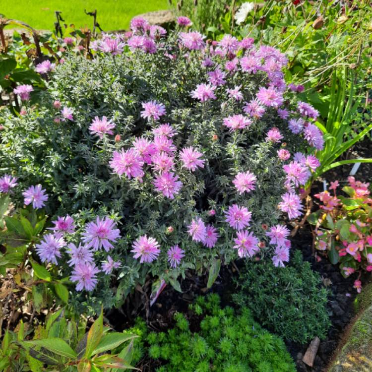 Plant image Aster novi-belgii 'Chatterbox'