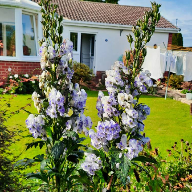 Plant image Aconitum
