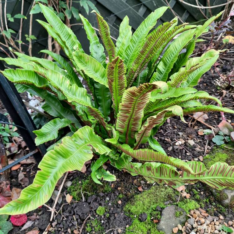 Plant image Asplenium scolopendrium 'Angustifolia'