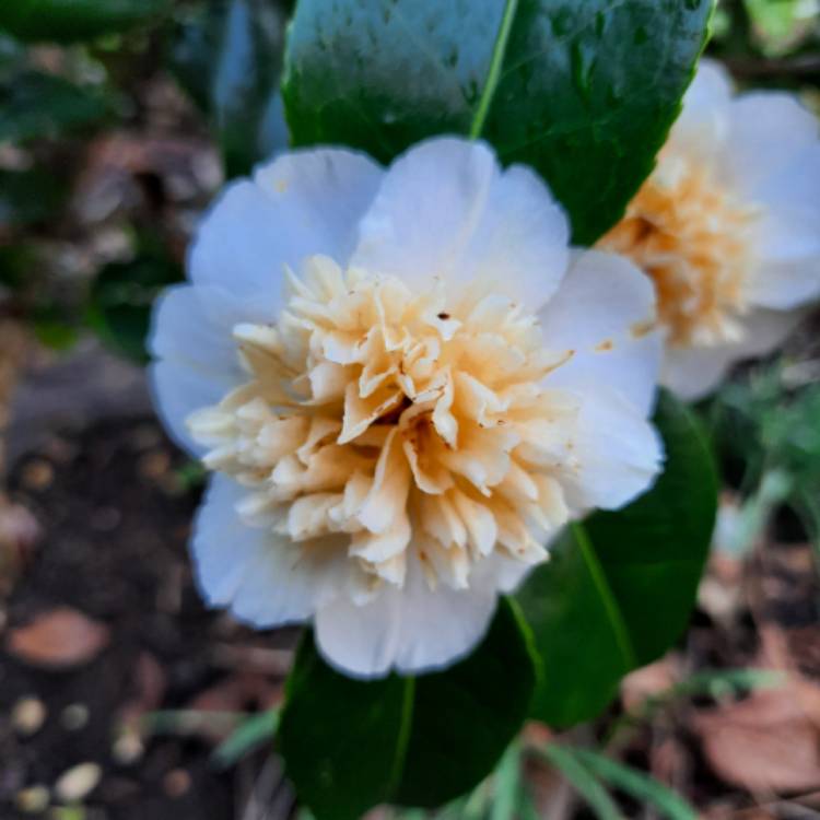plant image 1653281 plant image 1653281