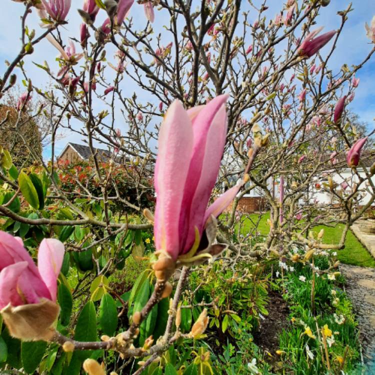 plant image 1656694