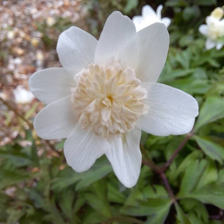 Plant image Anemone nemorosa 'Vestal'