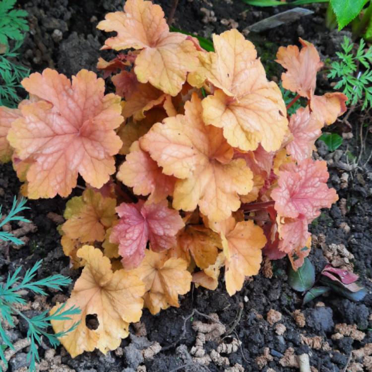 Plant image Heuchera 'Champagne'