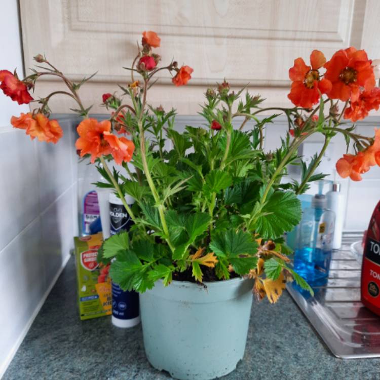 plant image 1662867