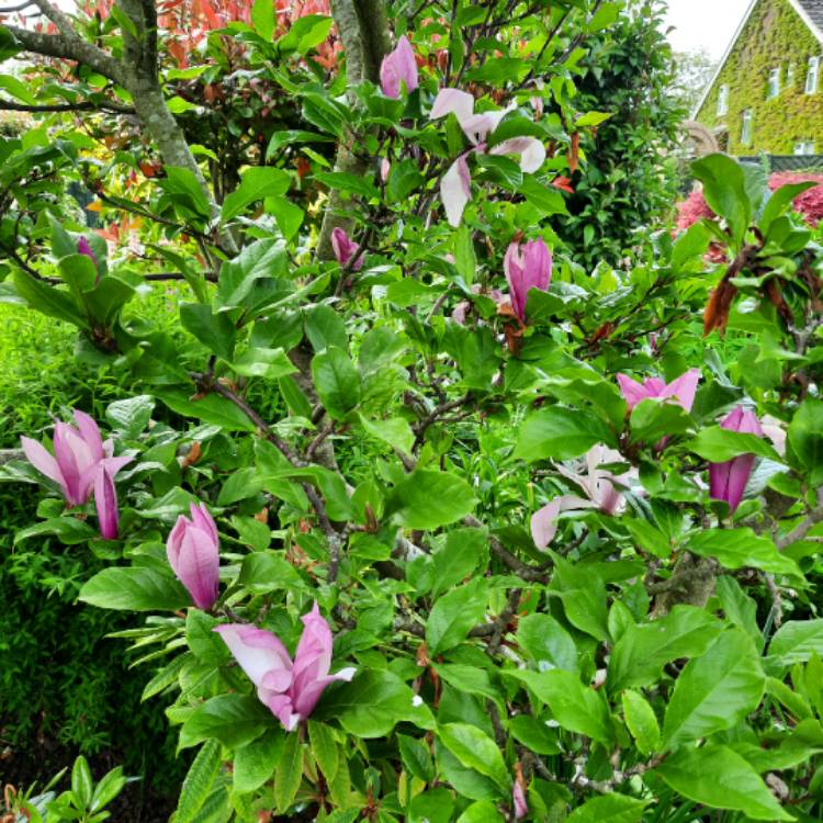 plant image 1666456