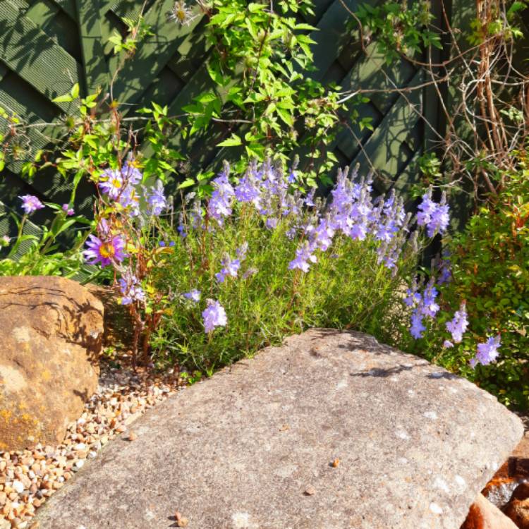 Plant image Veronica austriaca subsp. teucrium 'Kapitan'