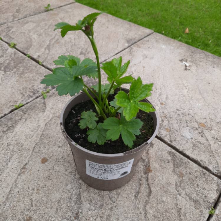plant image 1666925