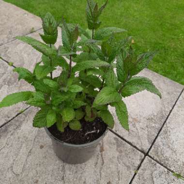Catmint