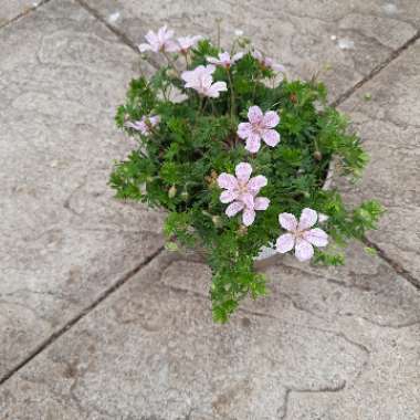 Bloody Cranesbill 'Pink Pouffe'