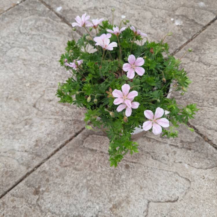 Plant image Geranium sanguineum 'Pink Pouffe'