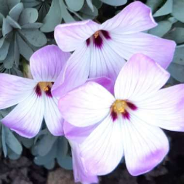 Oxalis Adenophylla