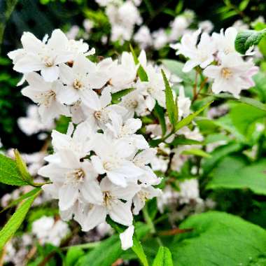 Deutzia