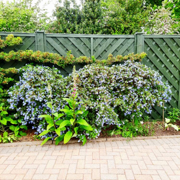 plant image 1667674