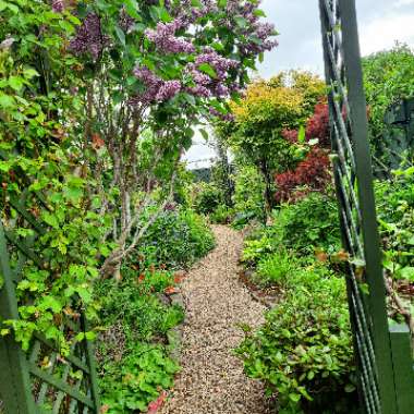 Joan's garden