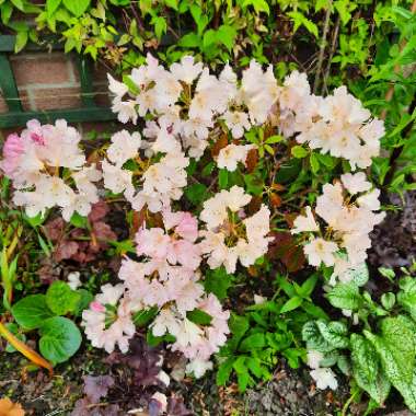 Rhododendron