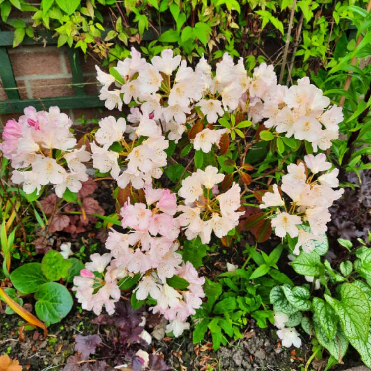 plant image 1667895