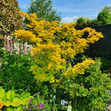 Golden Full Moon Maple