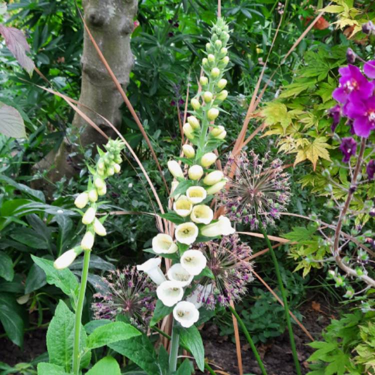 plant image 1670619