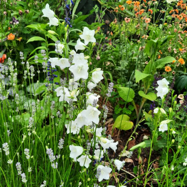 plant image 1673698 plant image 1673698
