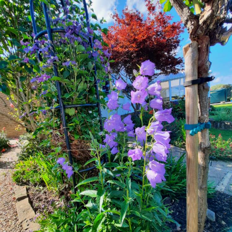 plant image 1673969