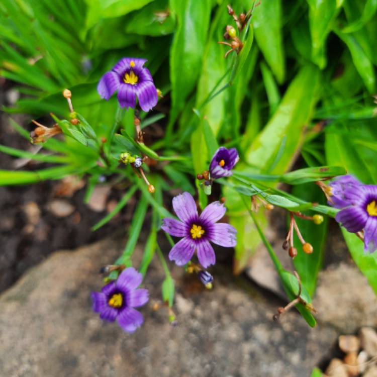 Plant image Sisyrinchium 'E.K. Balls'