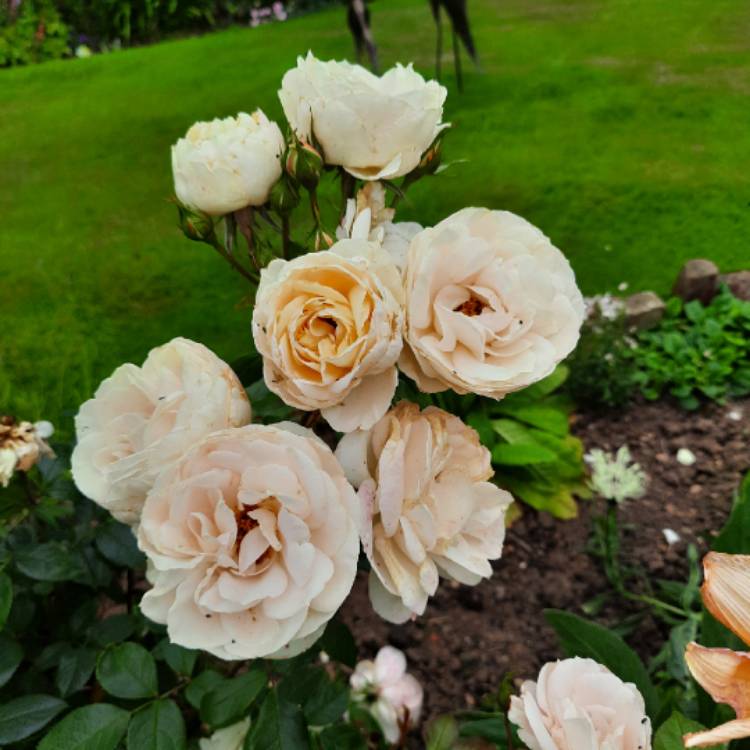 plant image 1676777 plant image 1676777