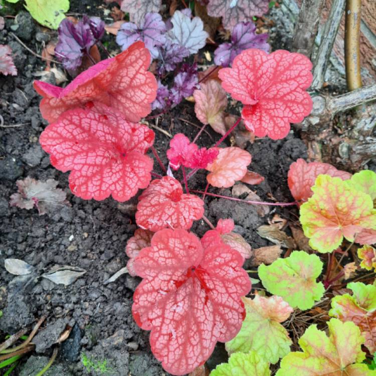 plant image 1681957