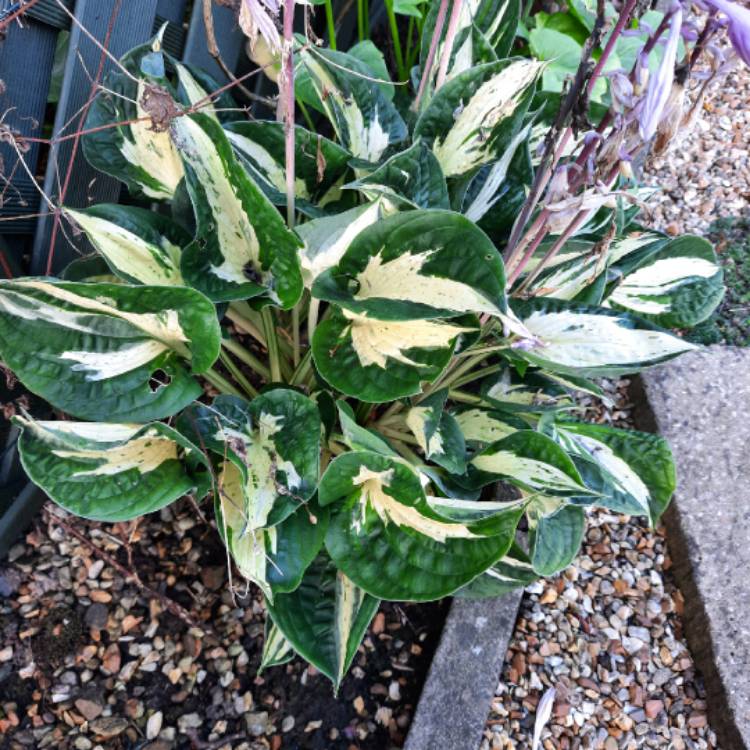 plant image 1683059
