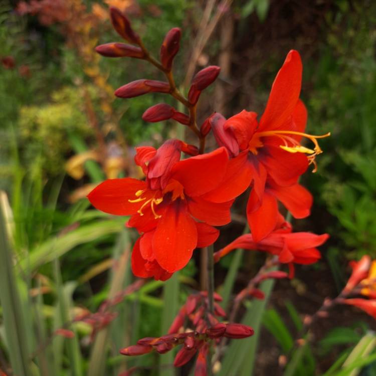 plant image 1683125