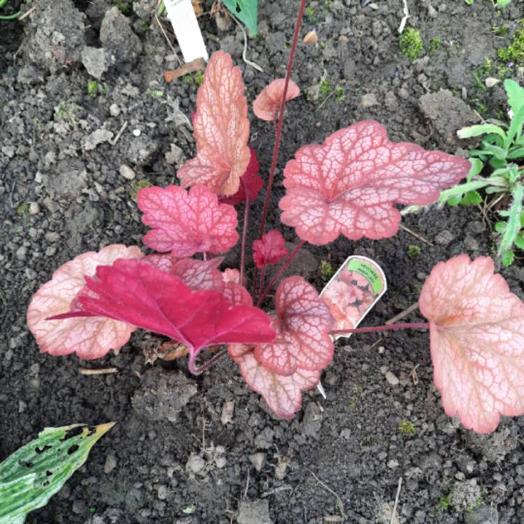 plant image 1685224