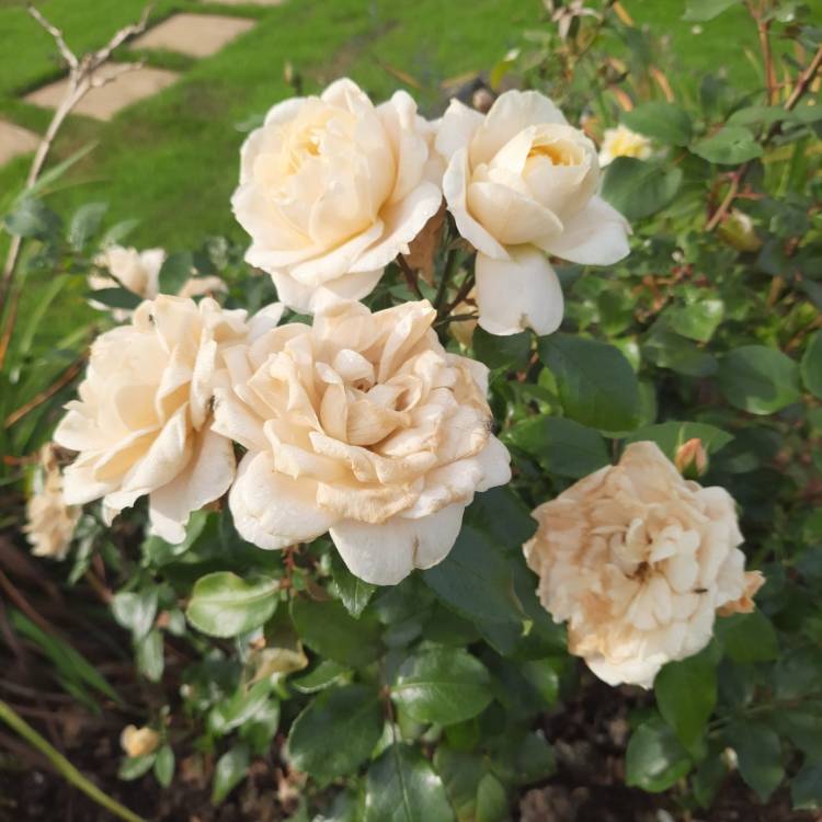 plant image 1691246 plant image 1691246