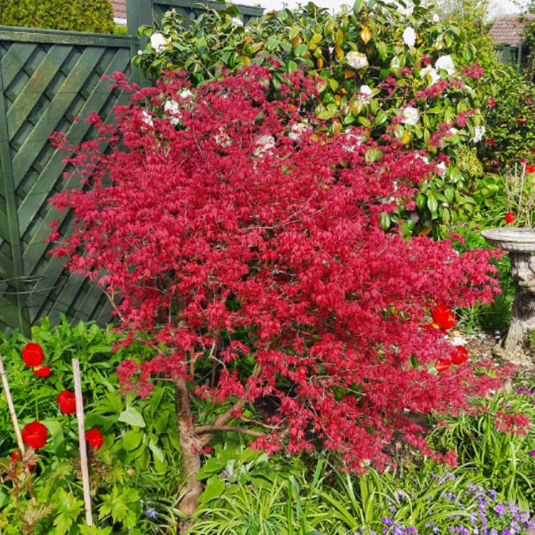 plant image 1704788