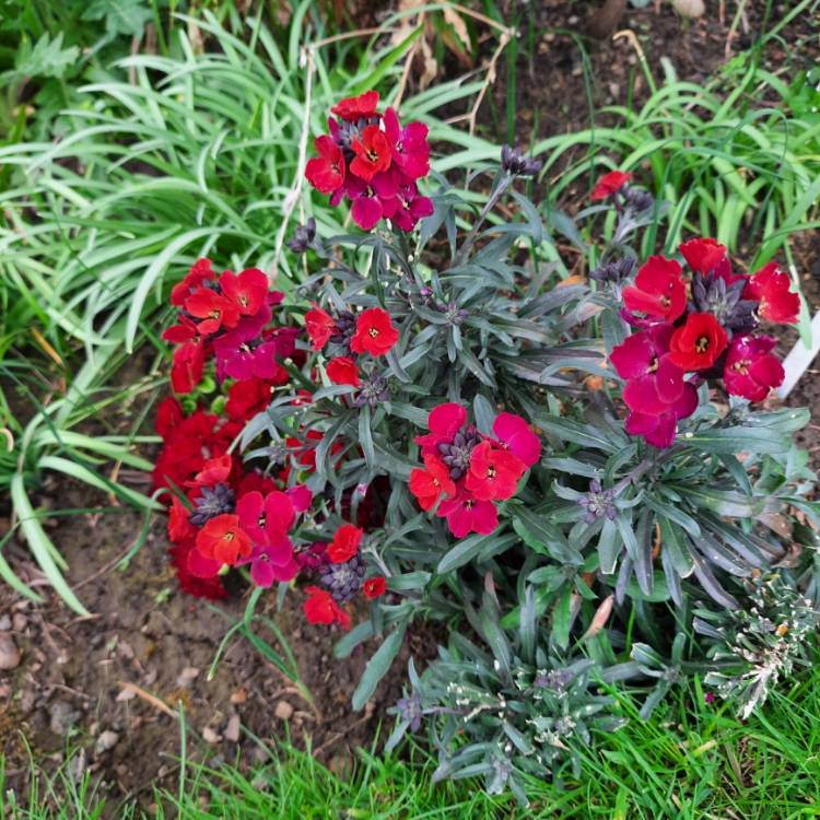 Plant image Erysimum 'Red Jep'