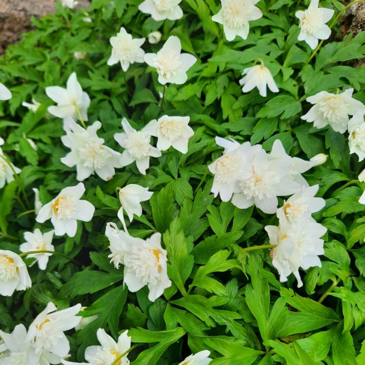 plant image 1706716 plant image 1706716