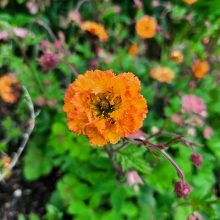 plant image 1707976