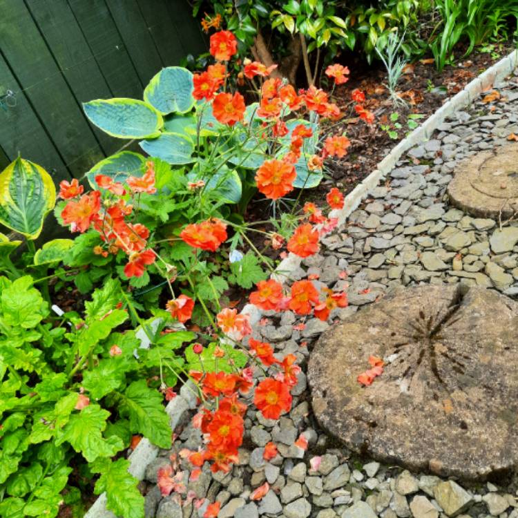 plant image 1712299
