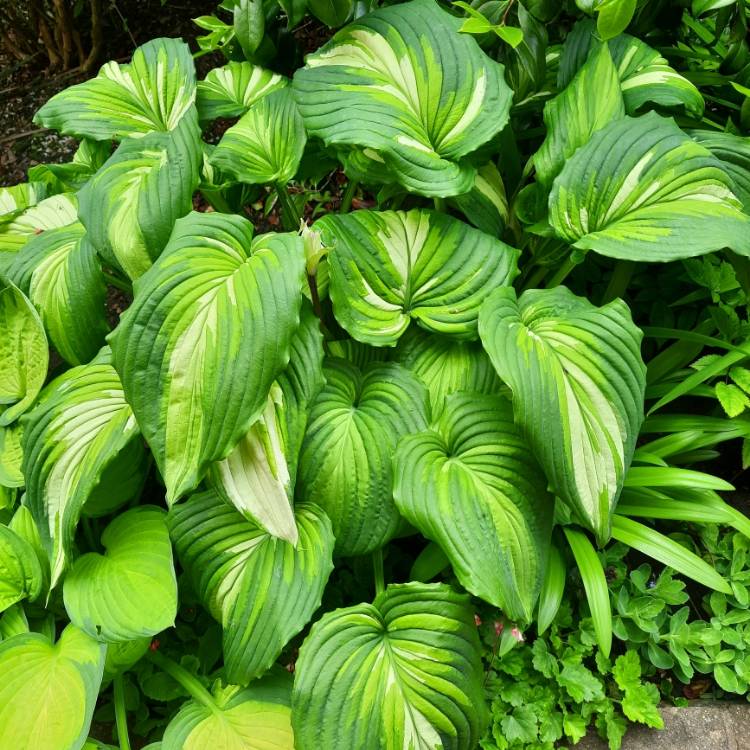 plant image 1713148