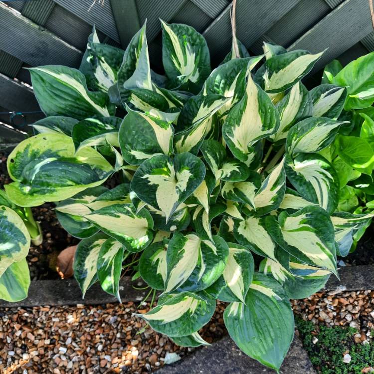 plant image 1713931