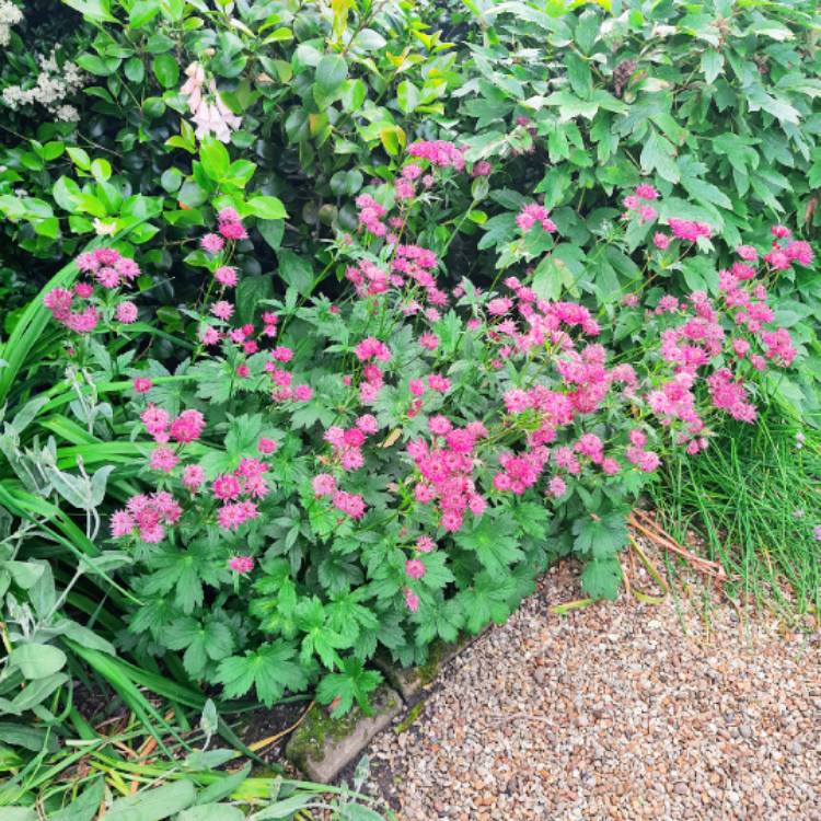 Plant image Astrantia major 'Ruby Wedding'