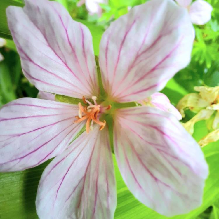 Plant image Geranium sanguineum 'Pink Pouffe'