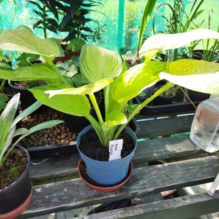 plant image 1718230