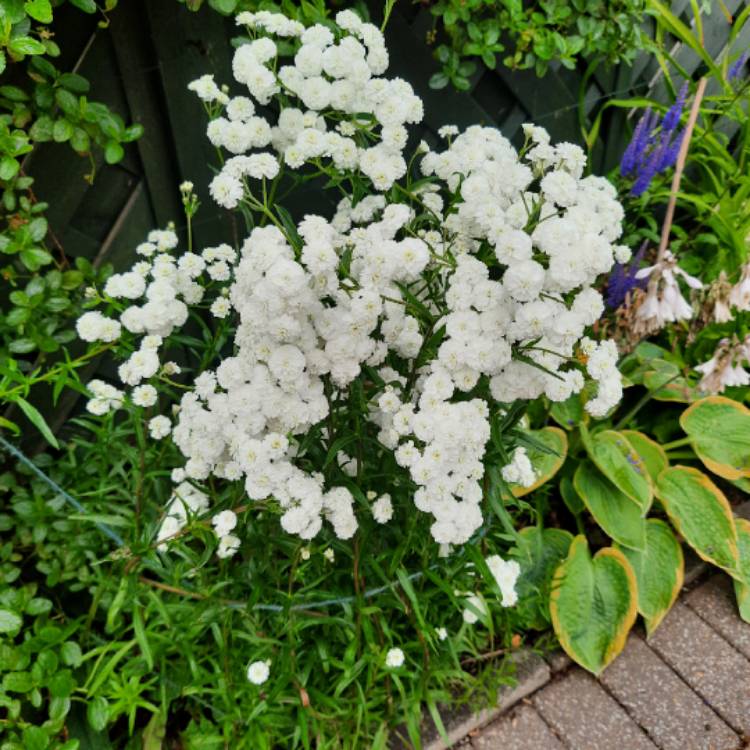 Plant image Achillea ptarmica 'The Pearl'