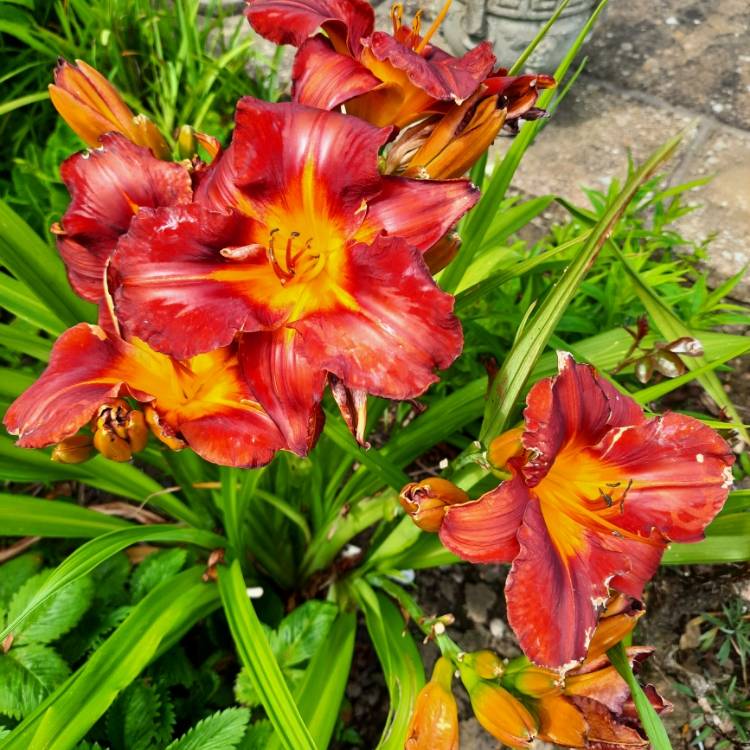 plant image 1720101