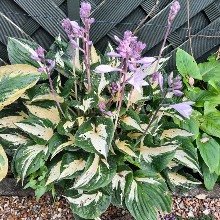 plant image 1720518