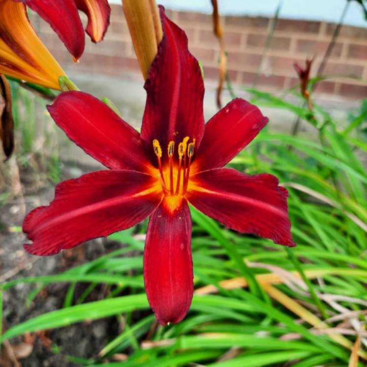 Plant image Hemerocallis 'Stafford'