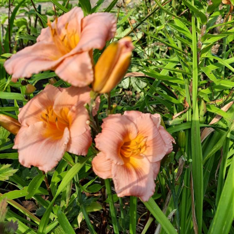 Plant image Hemerocallis 'Janice Brown'
