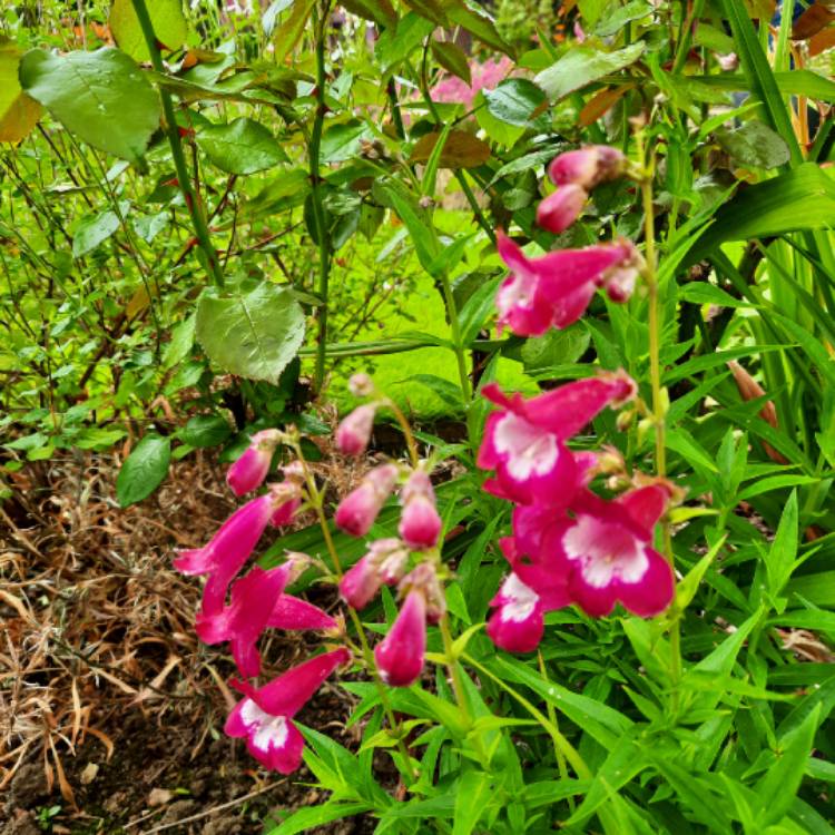Plant image Penstemon 'Pensham Amelia Jane'