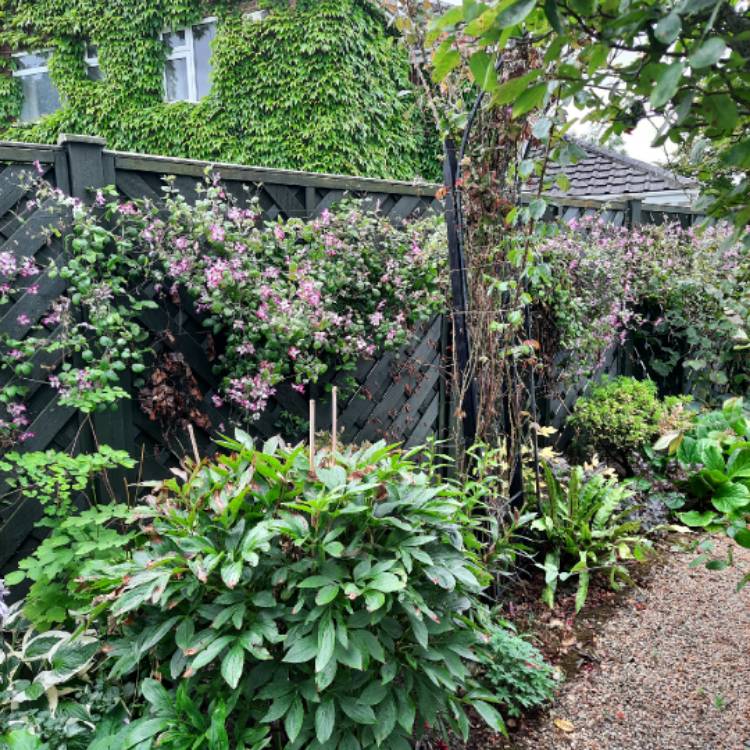plant image 1722167