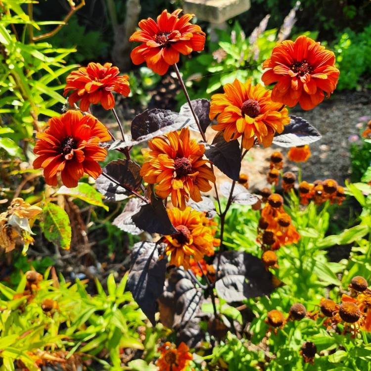 Plant image Heliopsis Helianthoides var.scabra 'Bleeding Hearts'