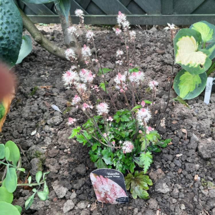 Plant image Tiarella 'Angel Wings' (Fox Series)